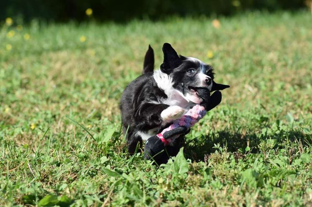 Evening Whisper   Victory's Laurel