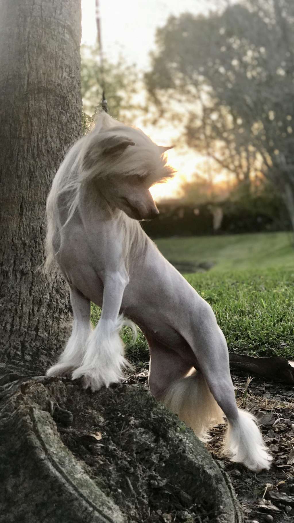 Vampire Slayer Gattaca