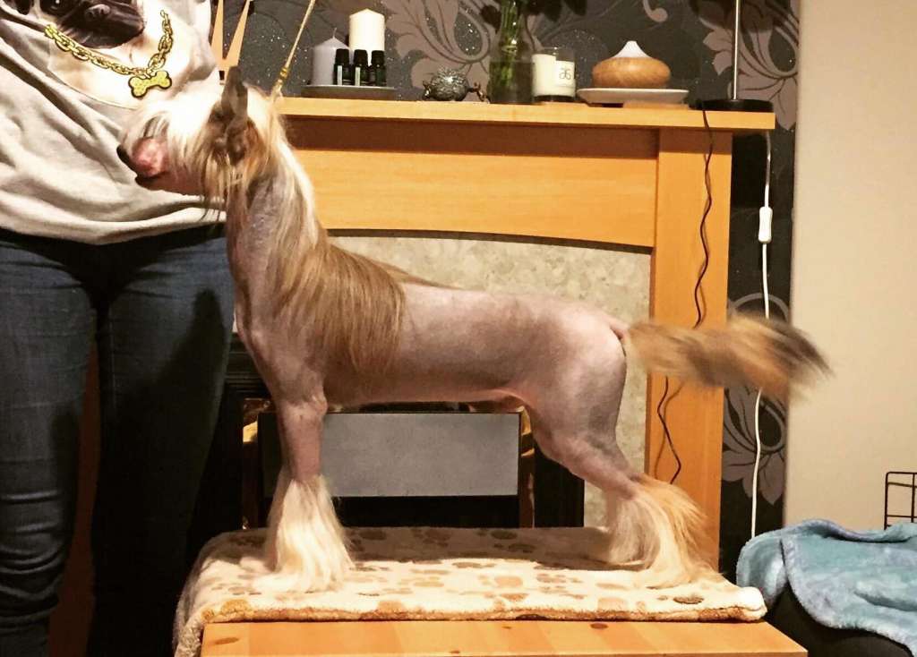 Vesper Martini Gattaca