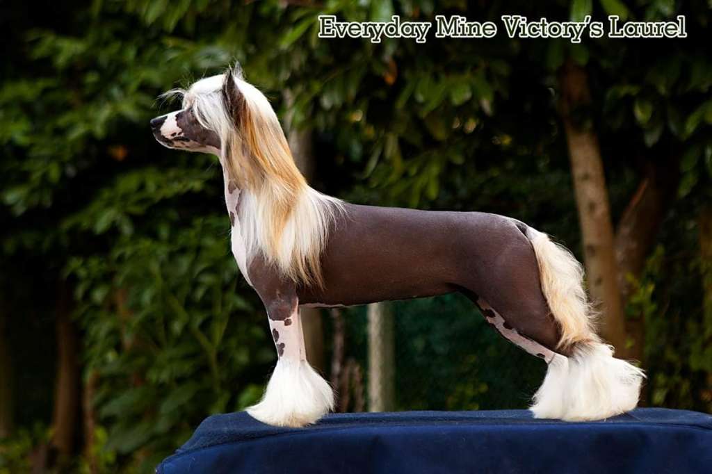 Everyday Mine  Victory's Laurel