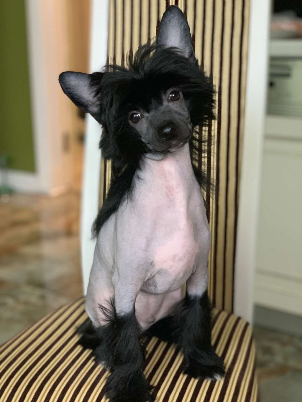 Pride of the night Deniel