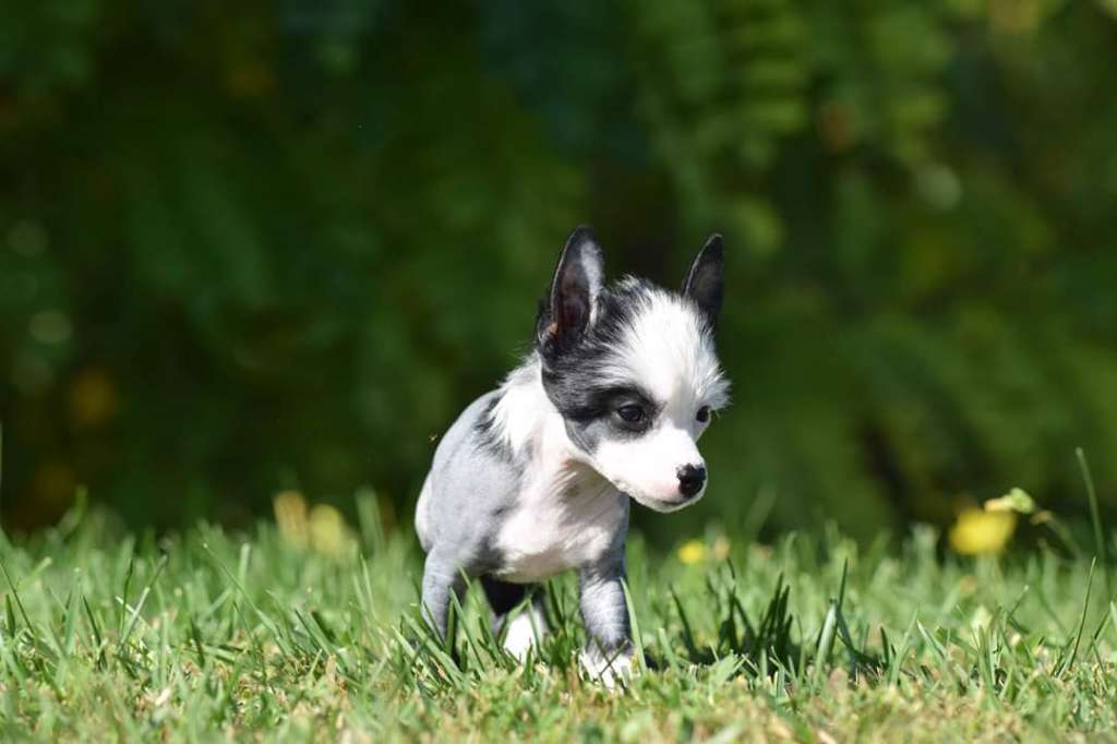Ebony Queen Victory's Laurel