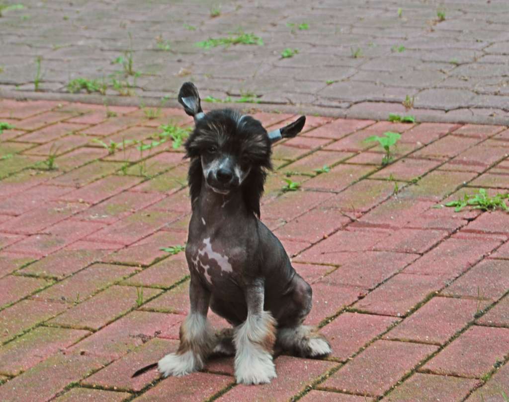 Pop The Question Juna Dogs Fci