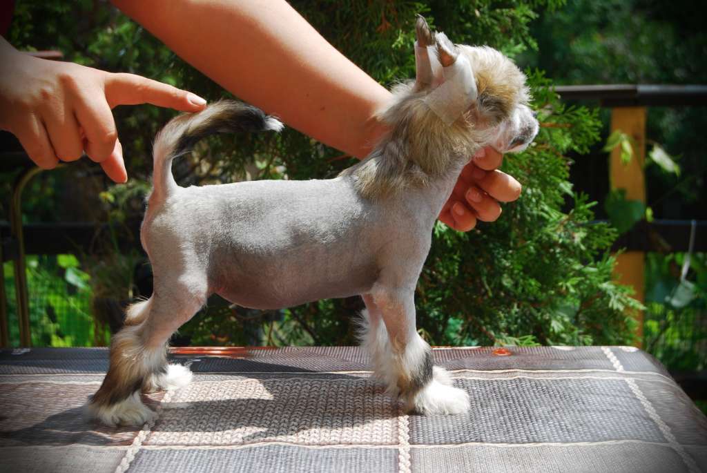 Princess The Bride Juna Dogs Fci