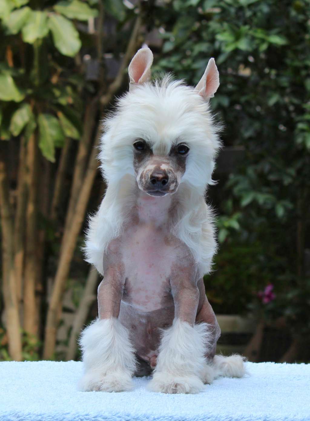 Fandor Epic Glow (Cantarell)