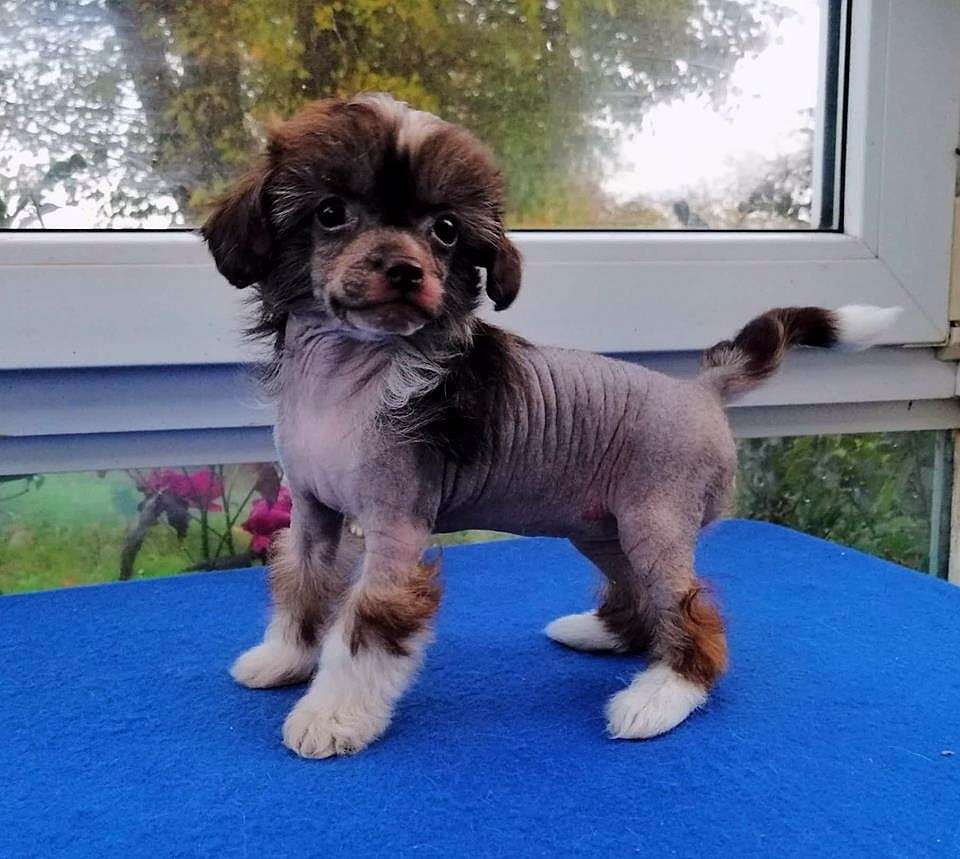 Be My Dog's Uschi Mach Kein Quatsch