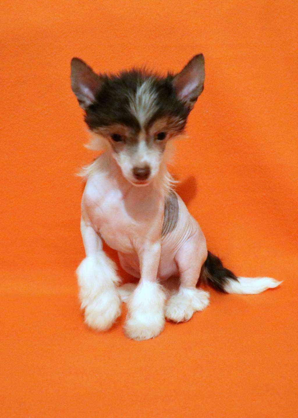 Jimmy Choo King of Diamonds