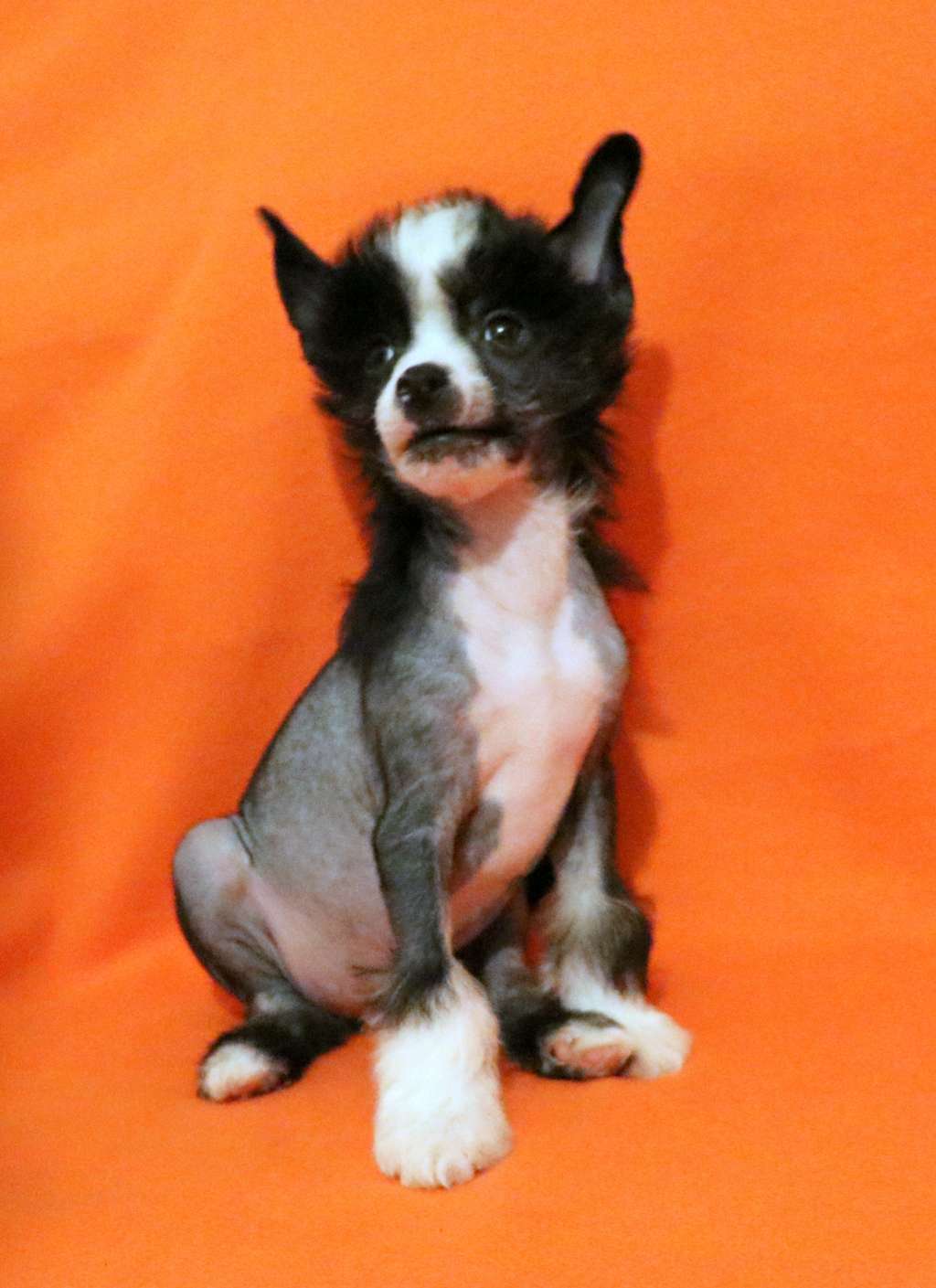 Jack Daniels King of Diamonds