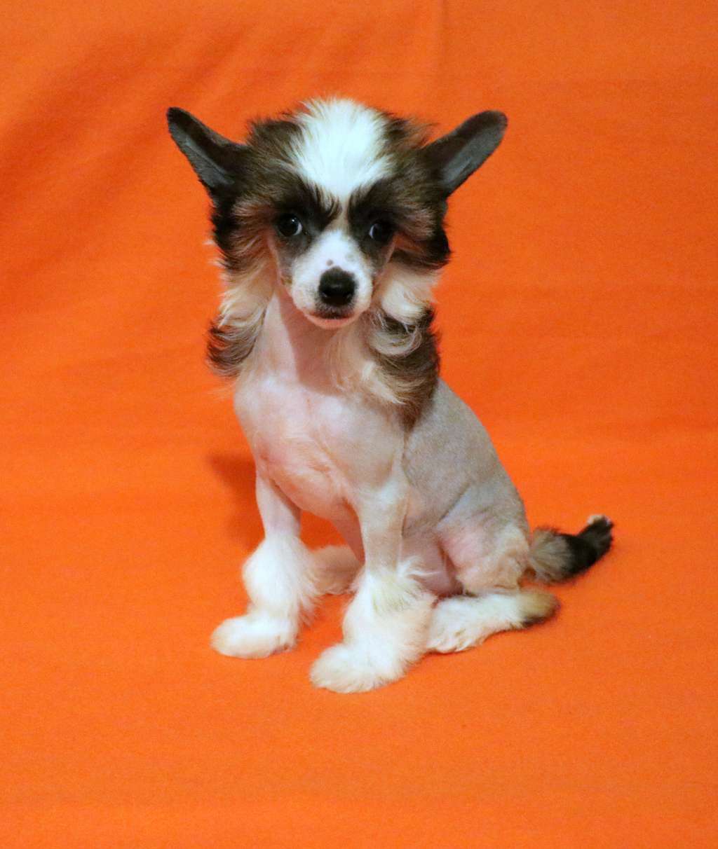 Jim Beam King of Diamonds