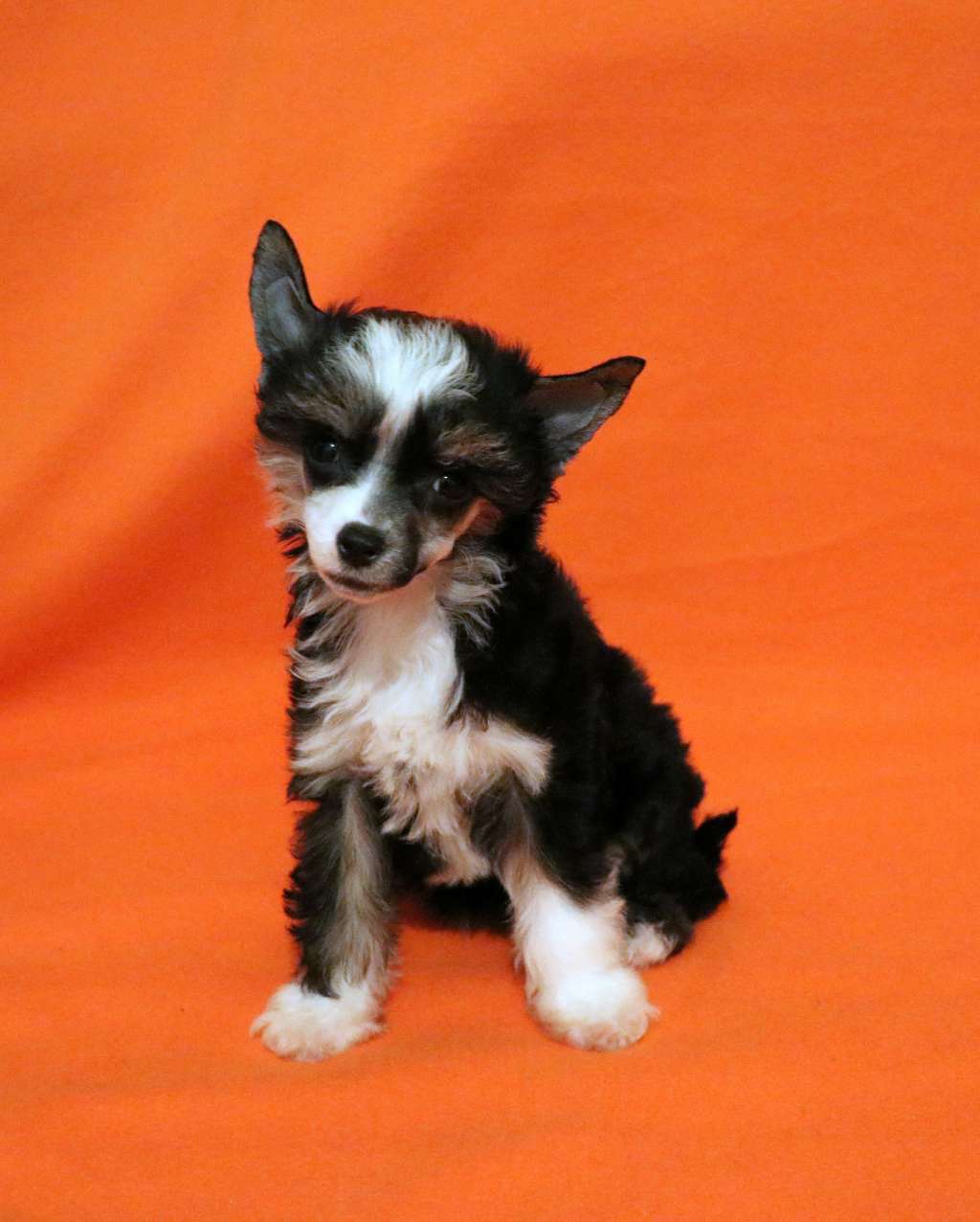 Jil Sander King of Diamonds