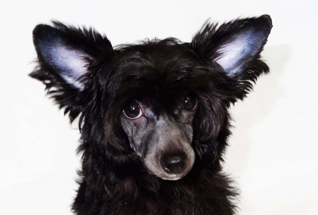 Kalidah Diamond of the Night