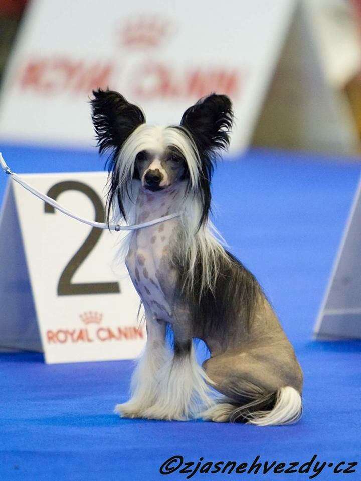 Ulrika Kalis z Treste