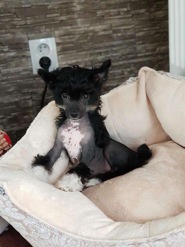 Atrey From Buddha's home