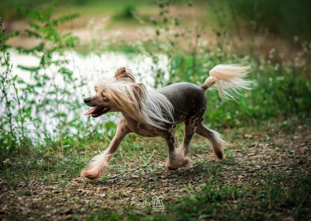 Born to Be Wild Rocky Blaboa Laminacka