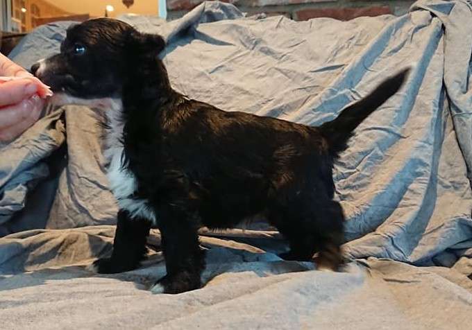 Proud Pony Skywalker