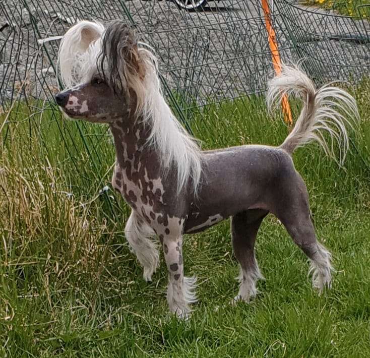 Proud Pony Silverado