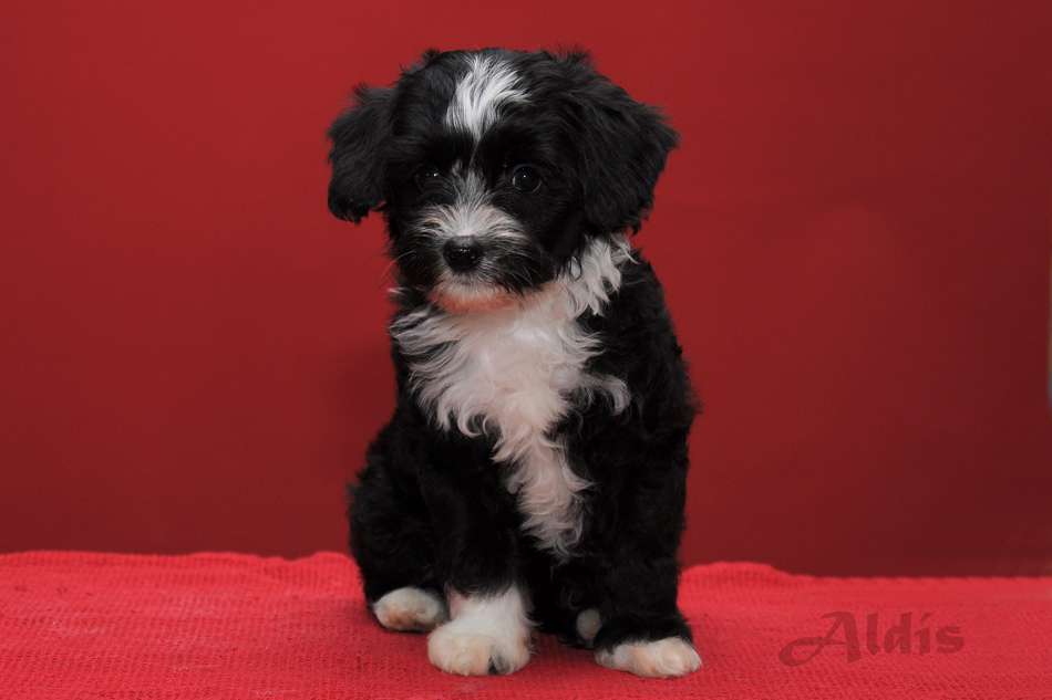 Practical Hero Violet Viking