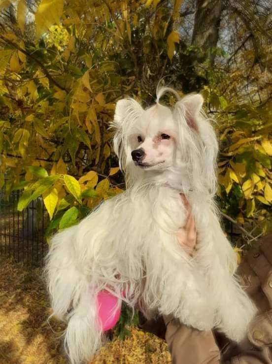 Landkris Victoria's Secret