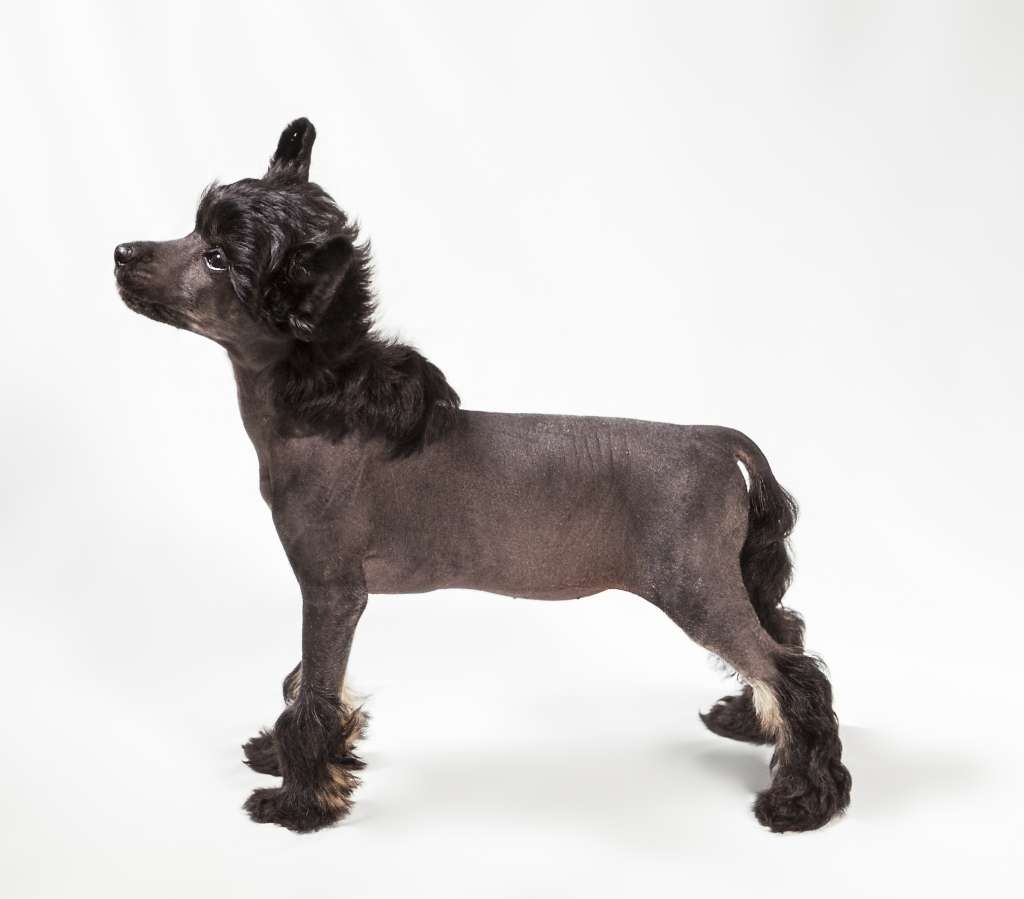 Maybell's My Love Survivor