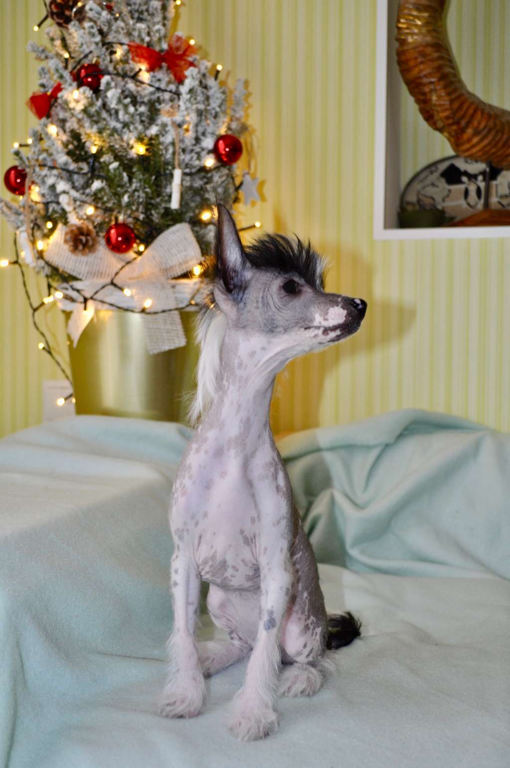 Olliandres Xperia Absolute Cutie