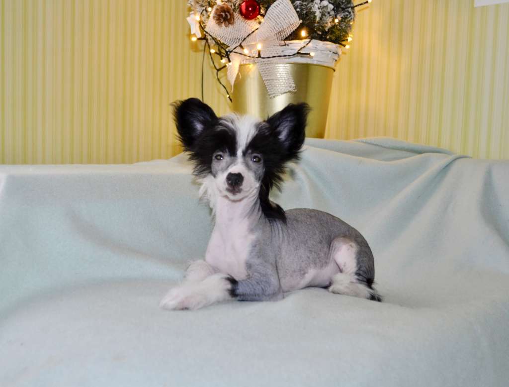 Olliandres Xperia Axioma Of Love