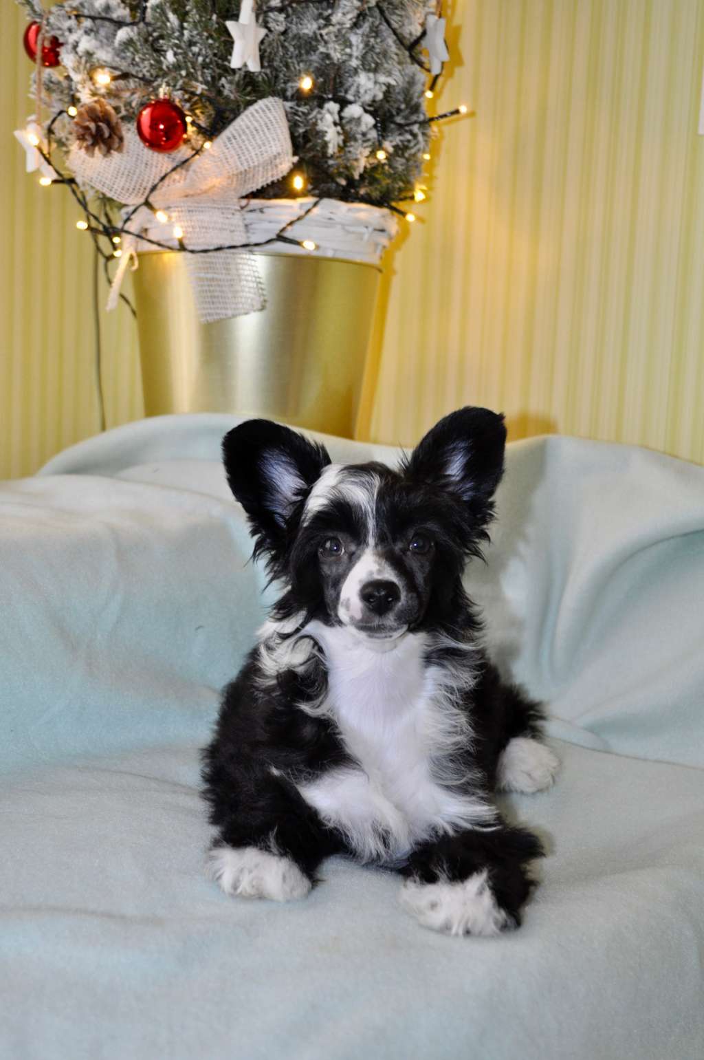 .Olliandres Xperia Autumn Beauty