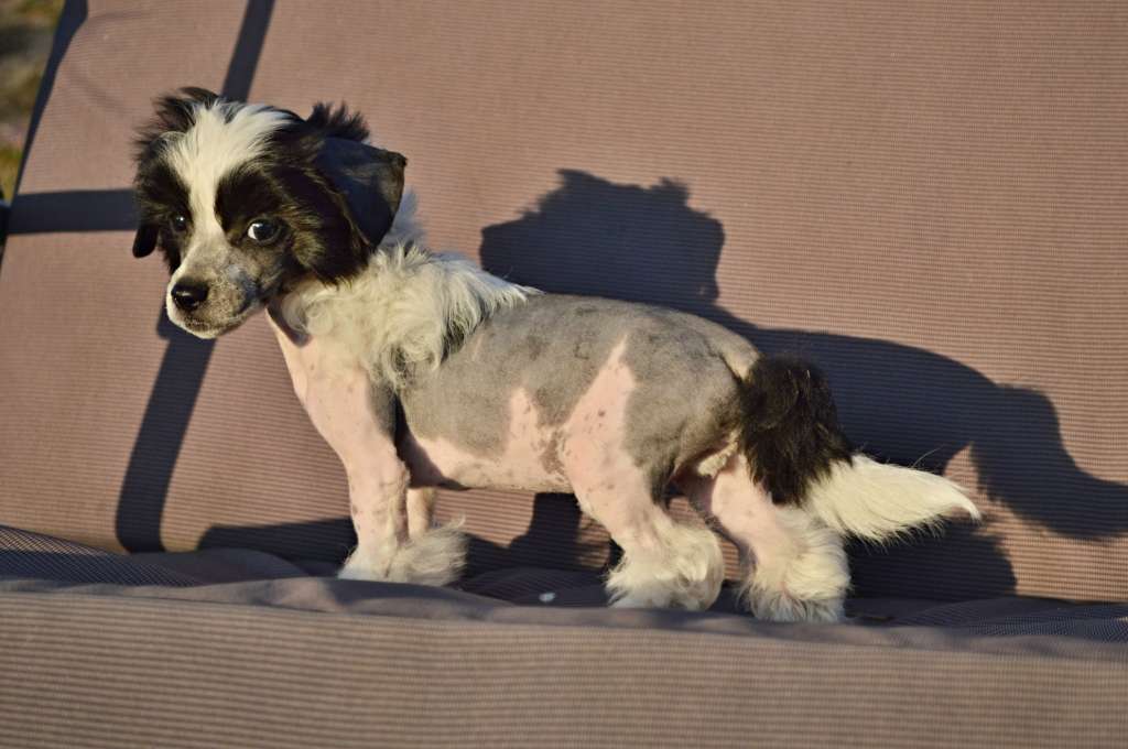 King Mathias z Andelovy dlane