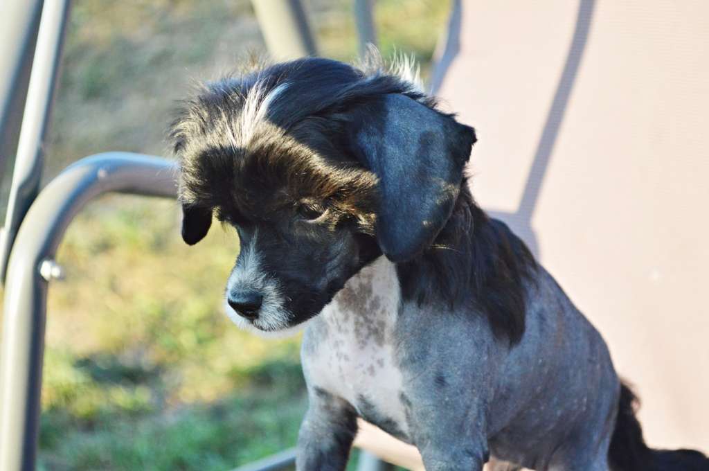 Kiss me Kate z Andelovy dlane