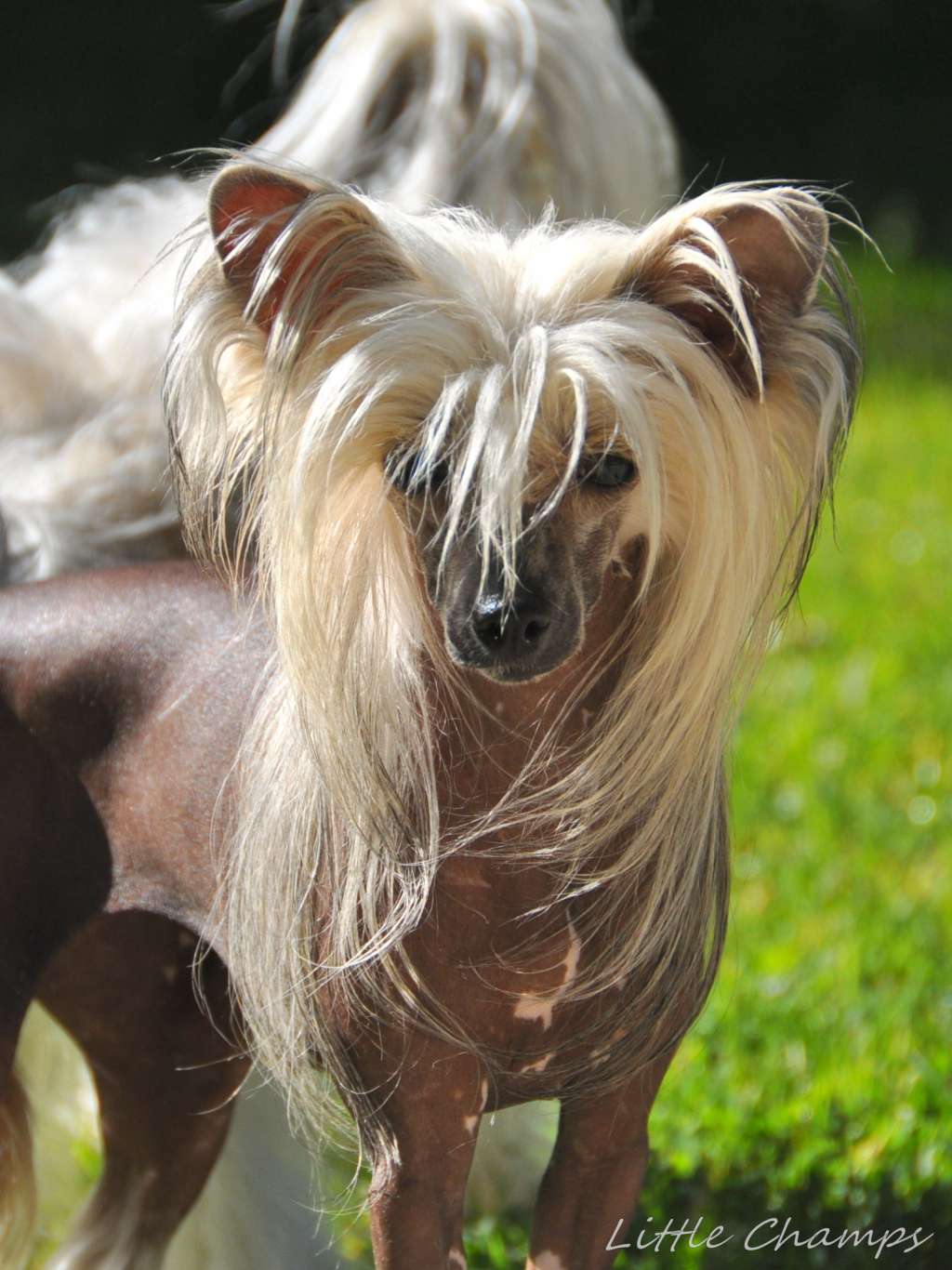 Nouka Bazooka Little Champs