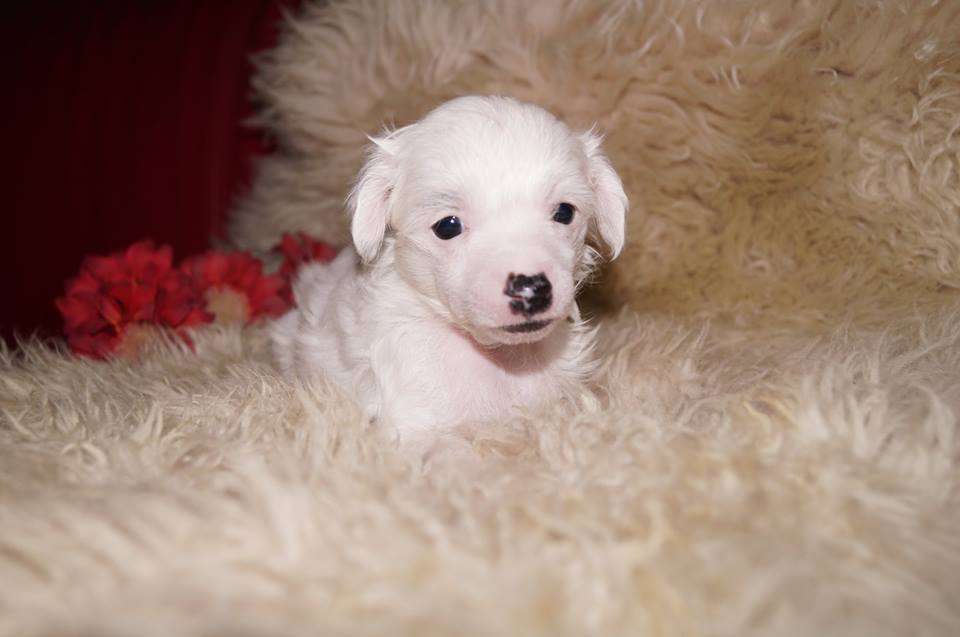 bobbelpops bellatrix echo