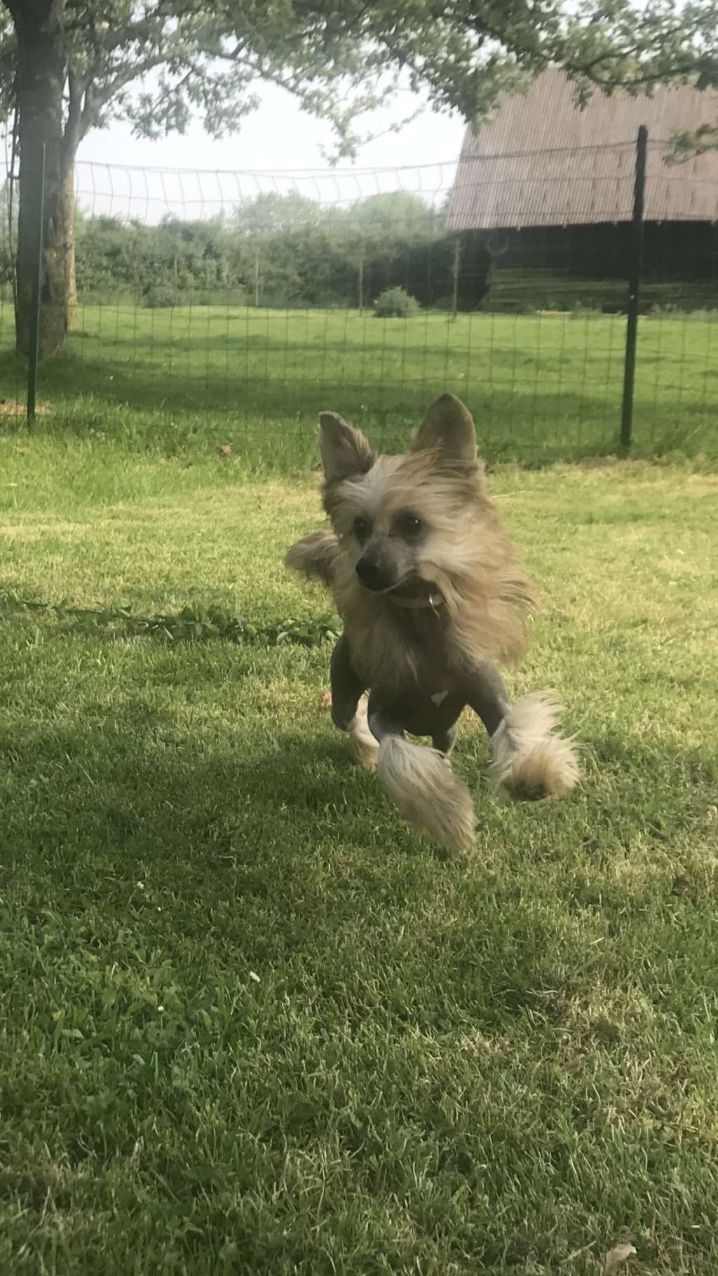 Naylis du Royaume d Arès