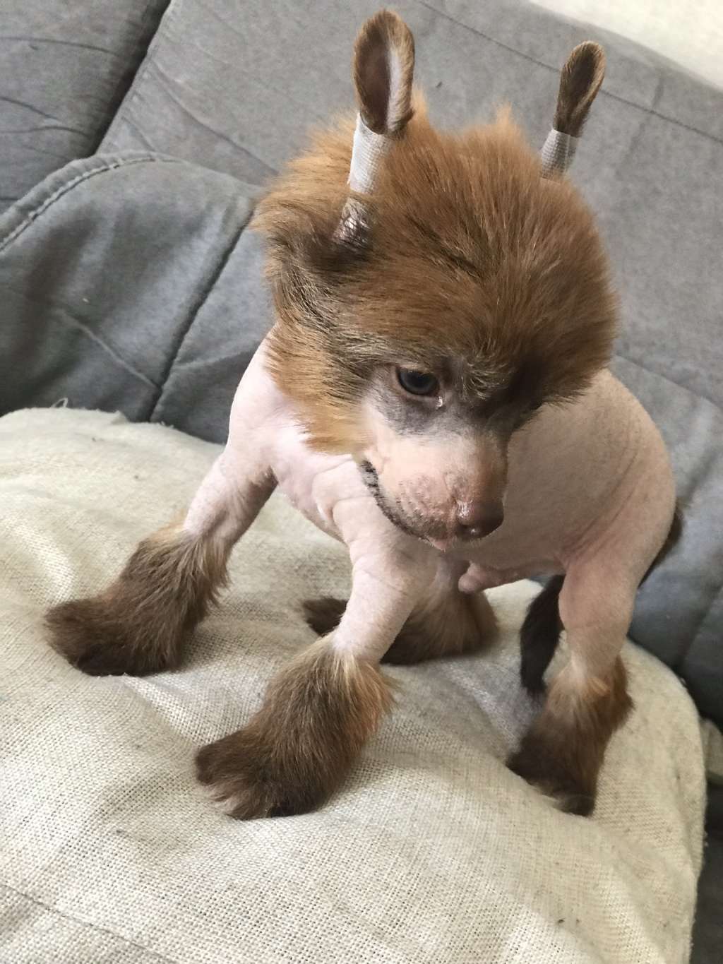 Orpaz du Royaume d Arès