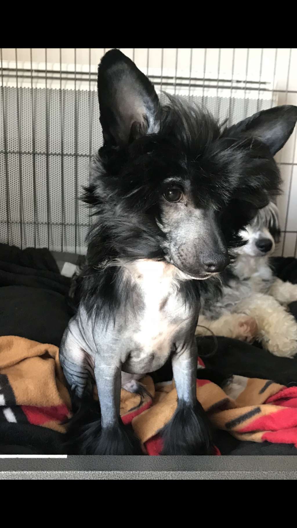 Nelson Du Royaume d Arès