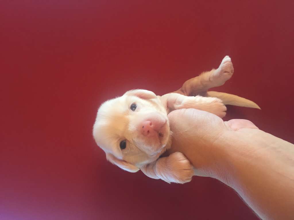 Golden Deer Jungle King Mowgli