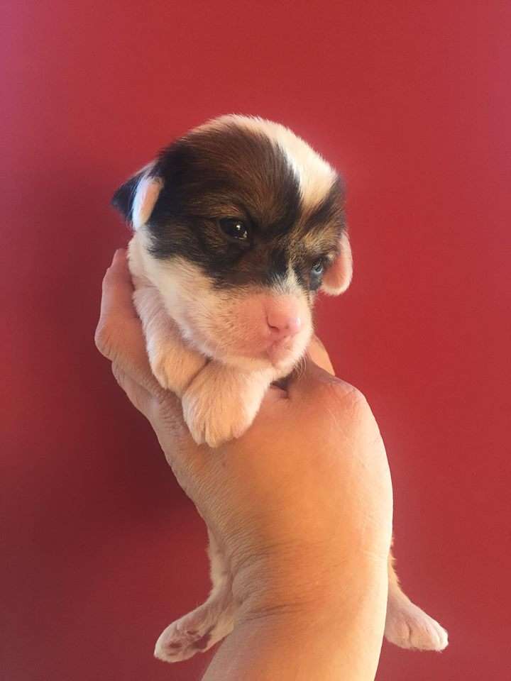 Golden Deer Jungle George