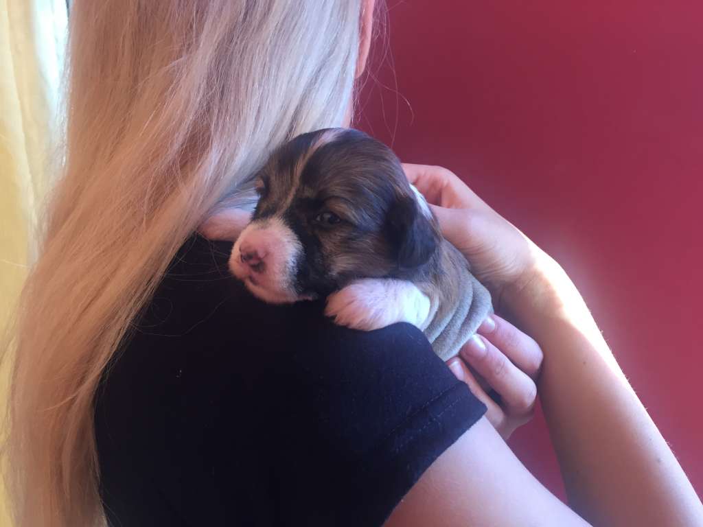 Golden Deer Jungle Jane