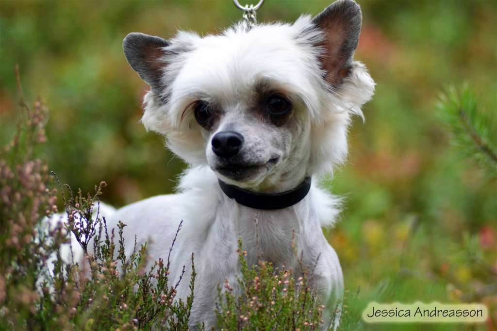 Hello Lena's Sugarheart