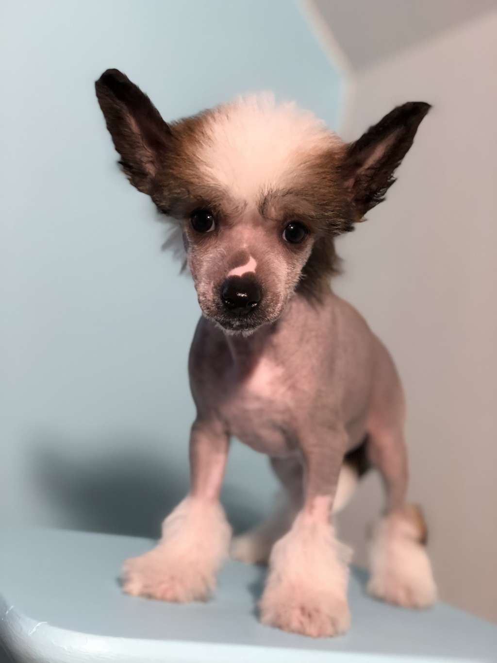 Speechless Next Winner