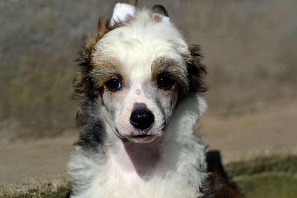 Hundtassens Hefaistos