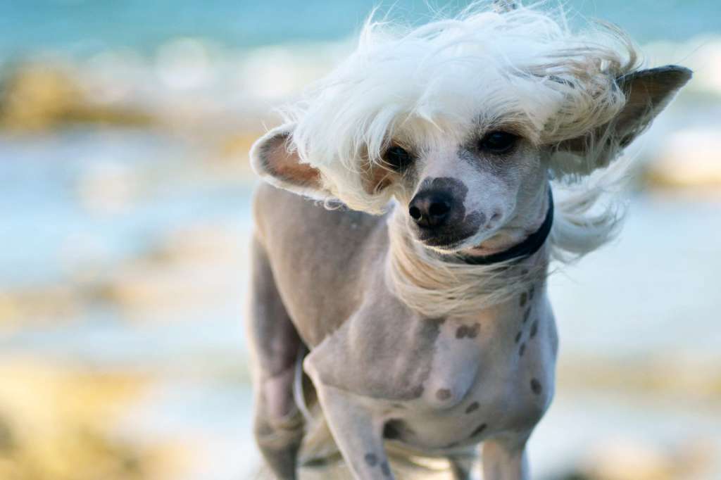 Hundtassens Dirty Dancing