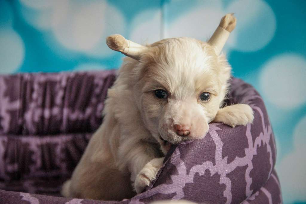 Sky Miracle Be-Happy