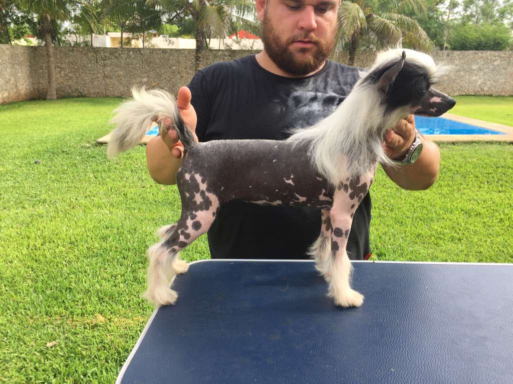 Beatiful Dream Star (Cortes)