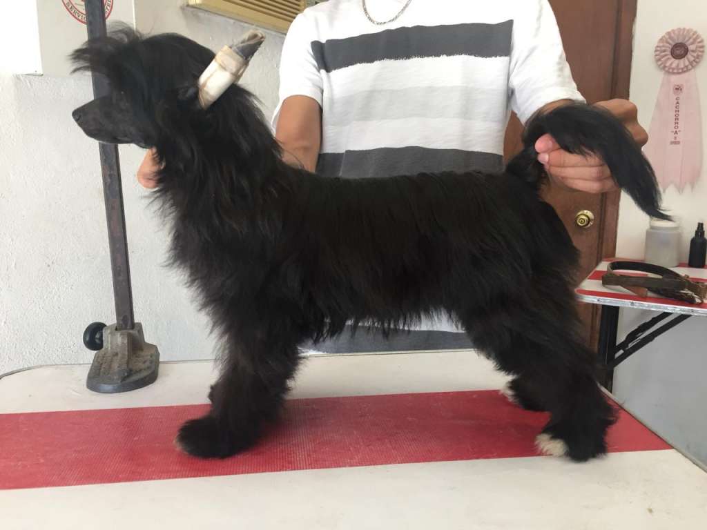 Midnight Queen (Cortes)