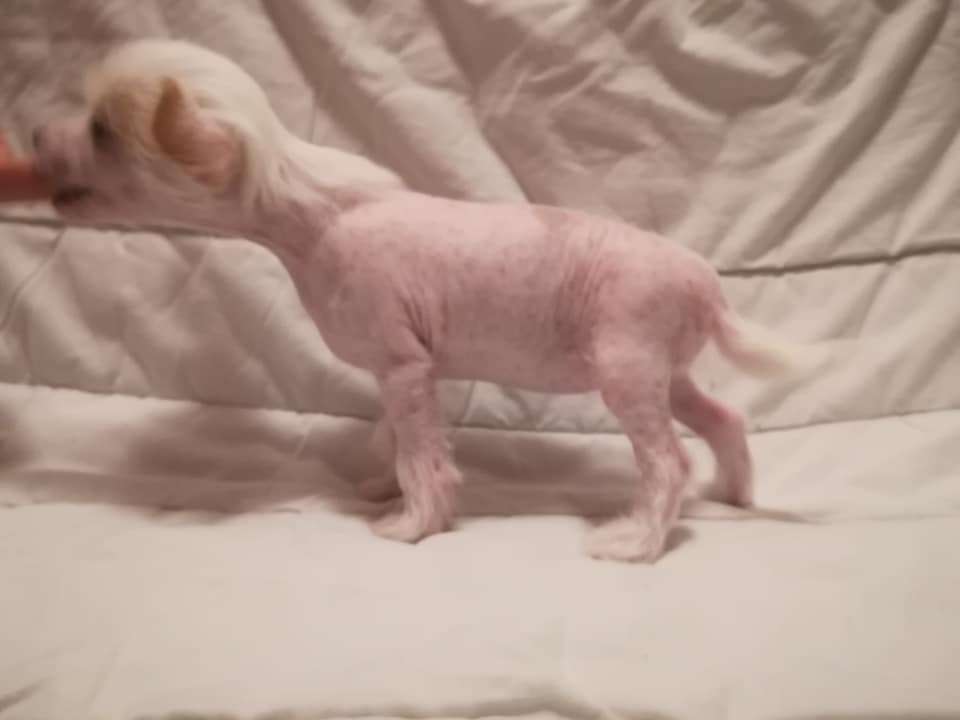 Magic'N Mystic Una Luna Kahuna