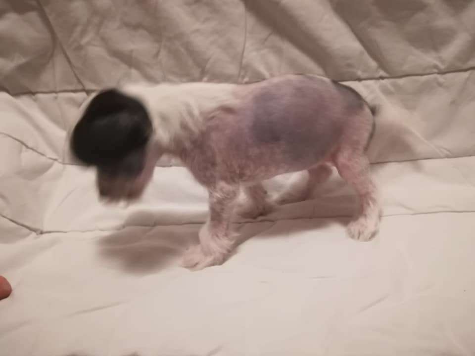 Magic'N Mystic Until Vampires Awakes