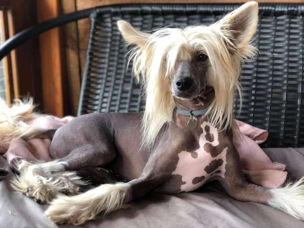 Topaz Eldorado Sasima Fci