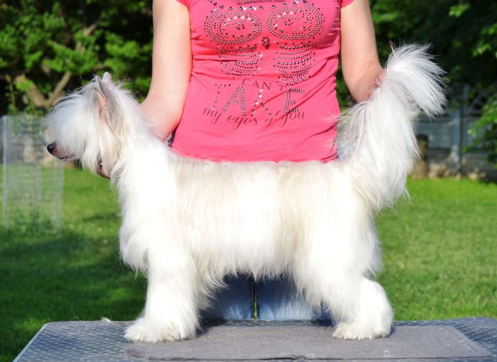 Adam Joy Cherished Dream