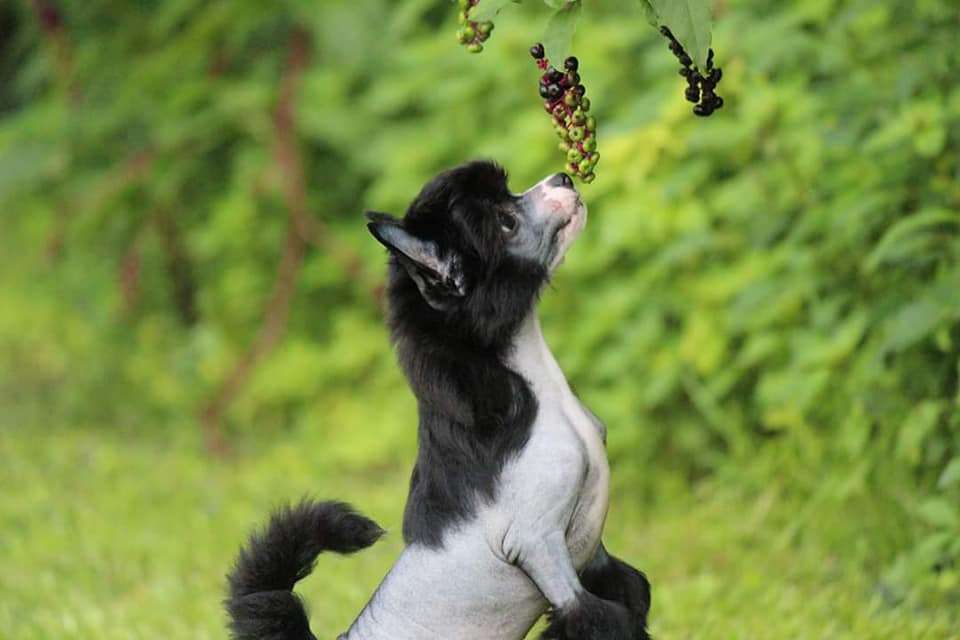 Dakota Rose  Over The Night