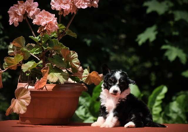 Marydance Ferrero Rocher