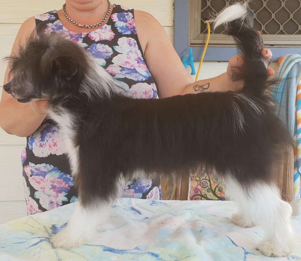 Folkvar Hair Thair Everywhair